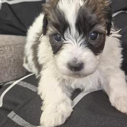 Patches - Brown and white male Shichon puppy in Pacolet, South Carolina from Kelli's Kennels