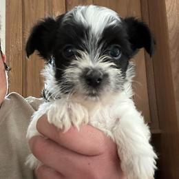 Cal - Parti male Yorkshire Terrier puppy in Rochester, New York from Tnt Yorkies and Cosmic corgis