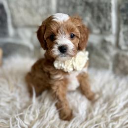 Ginger - Red female Cavapoo puppy in Natural Bridge, Virginia from Padgetts Hill Puppies