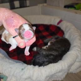 Garrett - Tricolor male Shih Tzu puppy in Cook County, Illinois from My Tzu Crew
