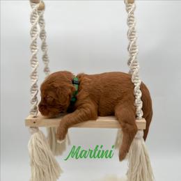 Martini - Red  female Goldendoodle puppy in Wooster, Ohio from Cynology Doodles