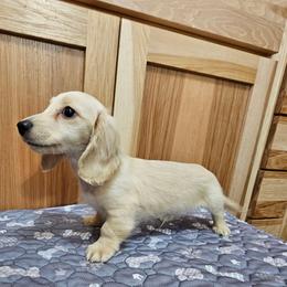 Axle - Cream male Dachshund puppy in Cherry Tree, Oklahoma from Peavine Creek Dachshunds