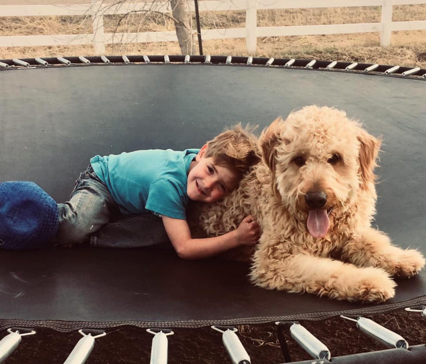Goldendoodles406 in Montana Goldendoodle puppies Good Dog