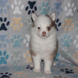 Crimson - Red and white female Pomsky puppy in Clarkston, Utah from Red Rock Ranch Breeders