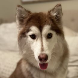 Nova - Siberian Husky