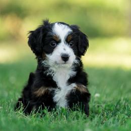 Eolus - female Australian Mountain Doodle puppy in Cortez, Colorado from Sassy Pants Pups