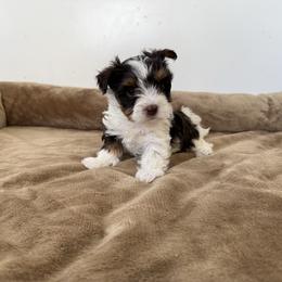 Bella - Parti female Yorkshire Terrier puppy in Elk Ridge, Utah from Janita's Yorkshire Terriers