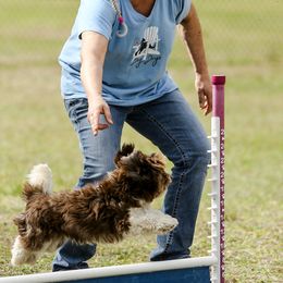 Havanese from Lil Scamps Havanese