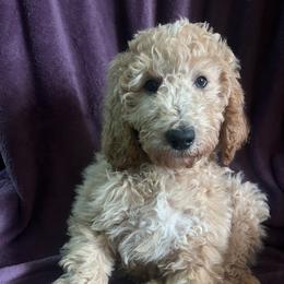 Daisy - Parti female Goldendoodle puppy in Lowville, New York from Adirondack Labradoodles