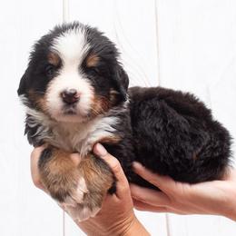 Grey Collar Female 5000 - Black rust and white female Bernese Mountain Dog puppy in Collinsville, Texas from Berner Dynasty