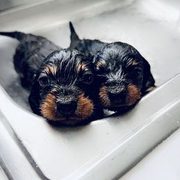 Dachshunds from Libby’s Doxies