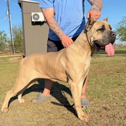 Koda - Cane Corso