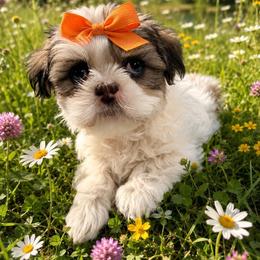 Lucy Orange Collar - White and tan female Mal-Shi puppy in Benton Harbor Mi, Michigan from Wiggle Bottom Shih Tzu/Maltese