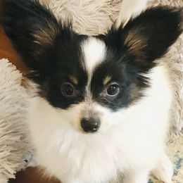 Papillon and Poodle Puppies from Kipling Papillons and Poodles
