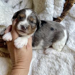 Lilo - Blue merle female Bernedoodle puppy in Superior, Arizona from Mountain Bridge Doodles