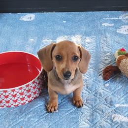 REBA - Red female Dachshund puppy in Swink, Oklahoma from Palali Farm