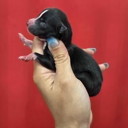 Winslow - Tri-color female Pomsky puppy in Mc Callsburg, Iowa from SZ Rolling Acres LLC