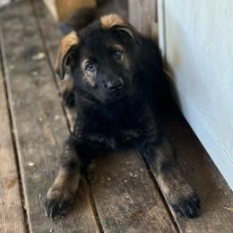 Black Collar - Black and tan male German Shepherd puppy in Kansas, Ottawa, Kansas from Import German Shepherds of Kansas