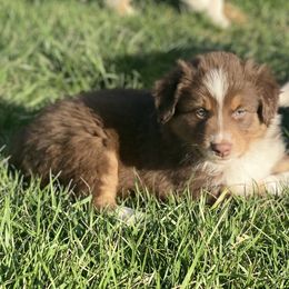 Australian Shepherd Puppies from Rolling Hills Australian Shepherds