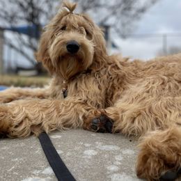 Emiko - Goldendoodle