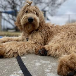 Emiko - Goldendoodle