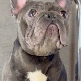 French Bulldogs from Dfbhueso
