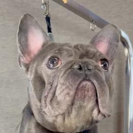 French Bulldogs from Dfbhueso