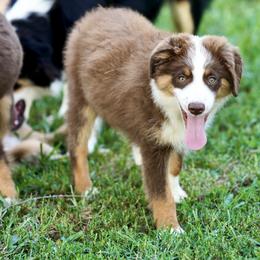 Red Tri Boy with White Face - Red tri-color male Miniature American Shepherd puppy in Charlottesville, Virginia from Bugsie's Mini Aussies