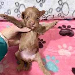 Hazel - Red female Cockapoo puppy in Clarks Summit, Pennsylvania from M&M Cockapoos