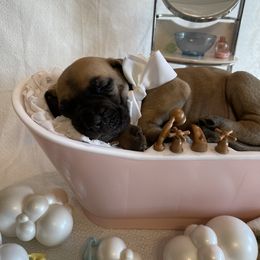 Great Dane Puppies from Lazuli Great Danes