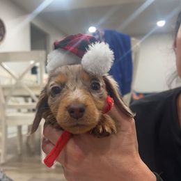 Girl 3 - Dapple Dachshund puppy in Duke, Oklahoma from Johnson Prairie Pups