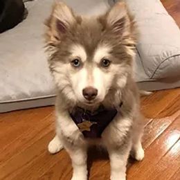 Pip - Pomsky