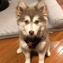 Pip - Pomsky