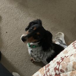 Murphy - Dachshund