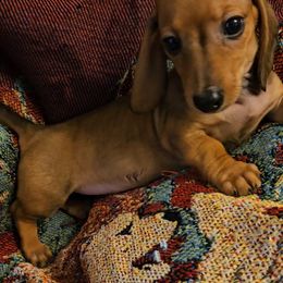 Dachshund Puppies from Samantha Spanton