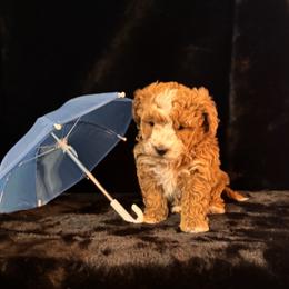 Cactus - Brown male Maltipoo puppy in Greenfield, Iowa from Sugar Plum Puppies