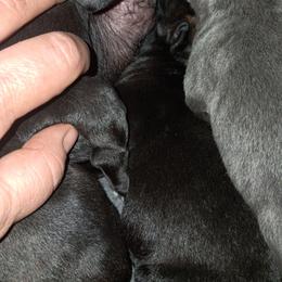 Boy 9 - Black male Cane Corso puppy in Clarksburg, West Virginia from West By God Virginia Cane Corso