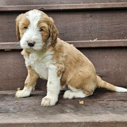 Bella - Yellow and white female Bernedoodle puppy in Portland, Oregon from NW Doodles
