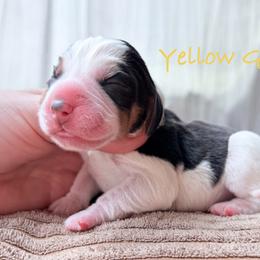 Yellow Girl - Black white and tan female Beagle puppy in Grantsville, Maryland from Fable & Fern Beagles