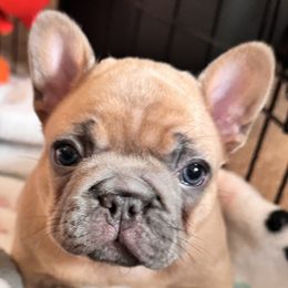 French Bulldogs from Jessie's Frenchies