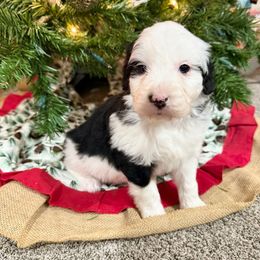 Dasher - Black tri-color male Aussiedoodle puppy in Heber City, Utah from Junipersdoodles