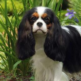 Cavalier King Charles Spaniels from Saranade Cavaliers