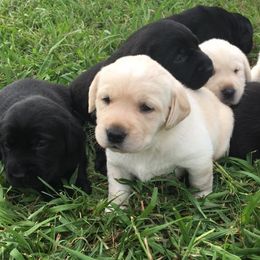 Labrador Retrievers from Doubleview Labs