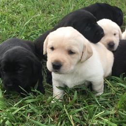 Labrador Retrievers from Doubleview Labs