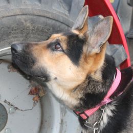 Aurora vom Eichenhain - German Shepherd