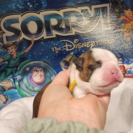 Scrabble - Brindle and white male Boston Terrier puppy in Tazewell, Tennessee from Legacy Bostons and Goldendoodles