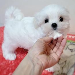 Maltese and Maltipoo Puppies from PrissyPawz
