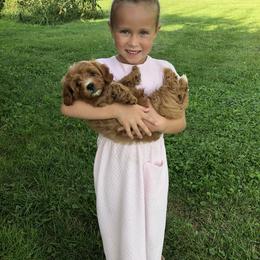 Archie - Apricot male Goldendoodle puppy in Fredericksburg, Ohio from Timshell Farm: Specialty Crossbreed Puppies