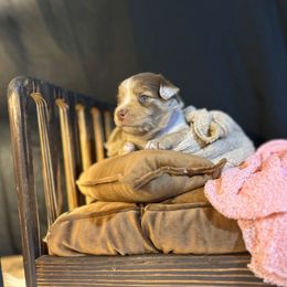 Miniature Australian Shepherd Puppies from Sun & Moon Aussies