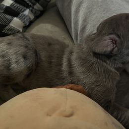 Great Dane Puppies from East Coast Great Danes